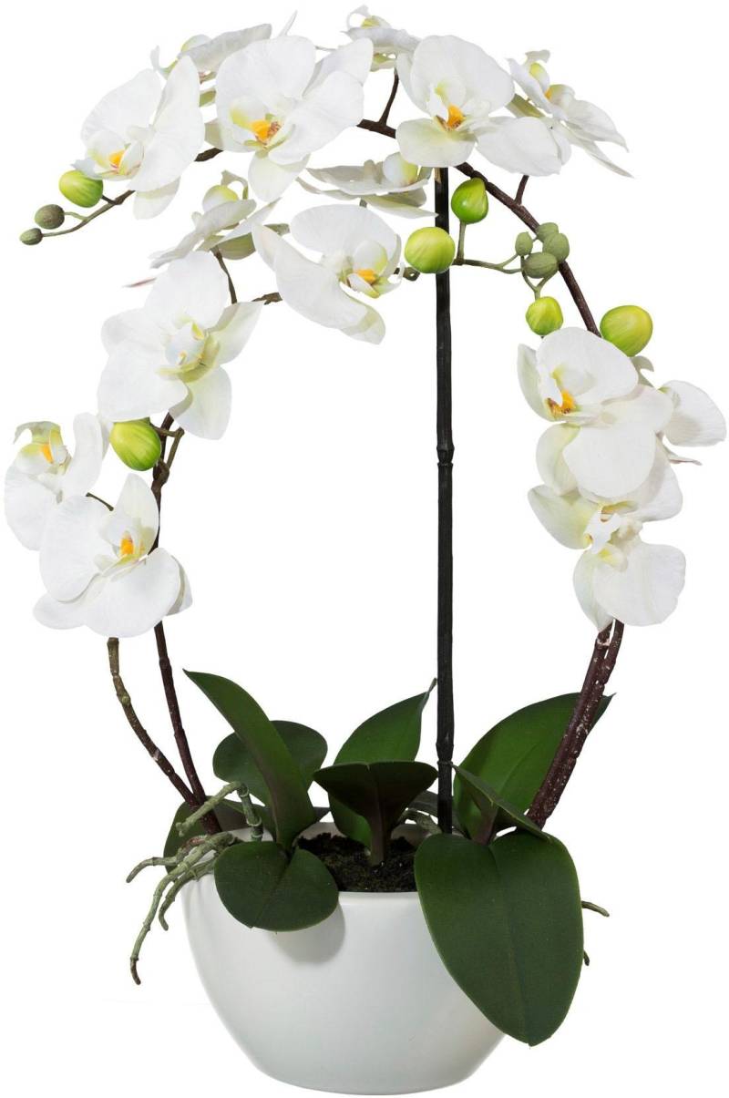 Creativ green Kunstpflanze »Phalaenopsis« von Creativ green