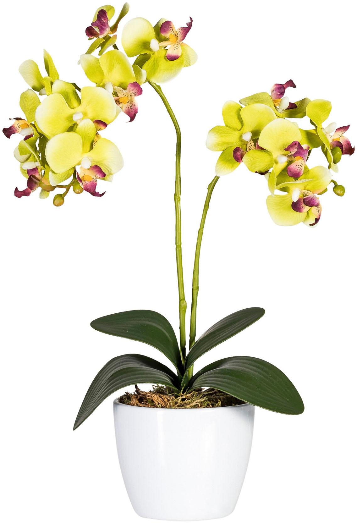 Creativ green Kunstpflanze »Phalaenopsis« von Creativ green