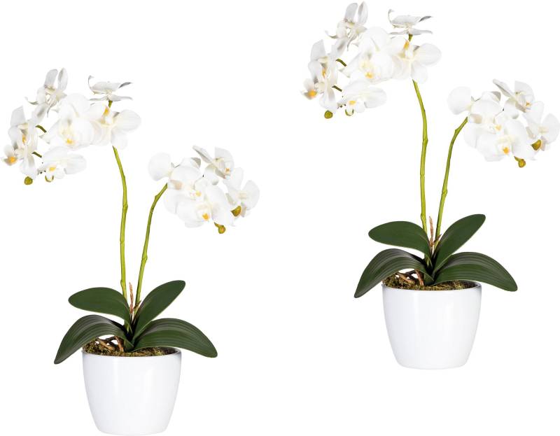 Creativ green Kunstpflanze »Phalaenopsis« von Creativ green