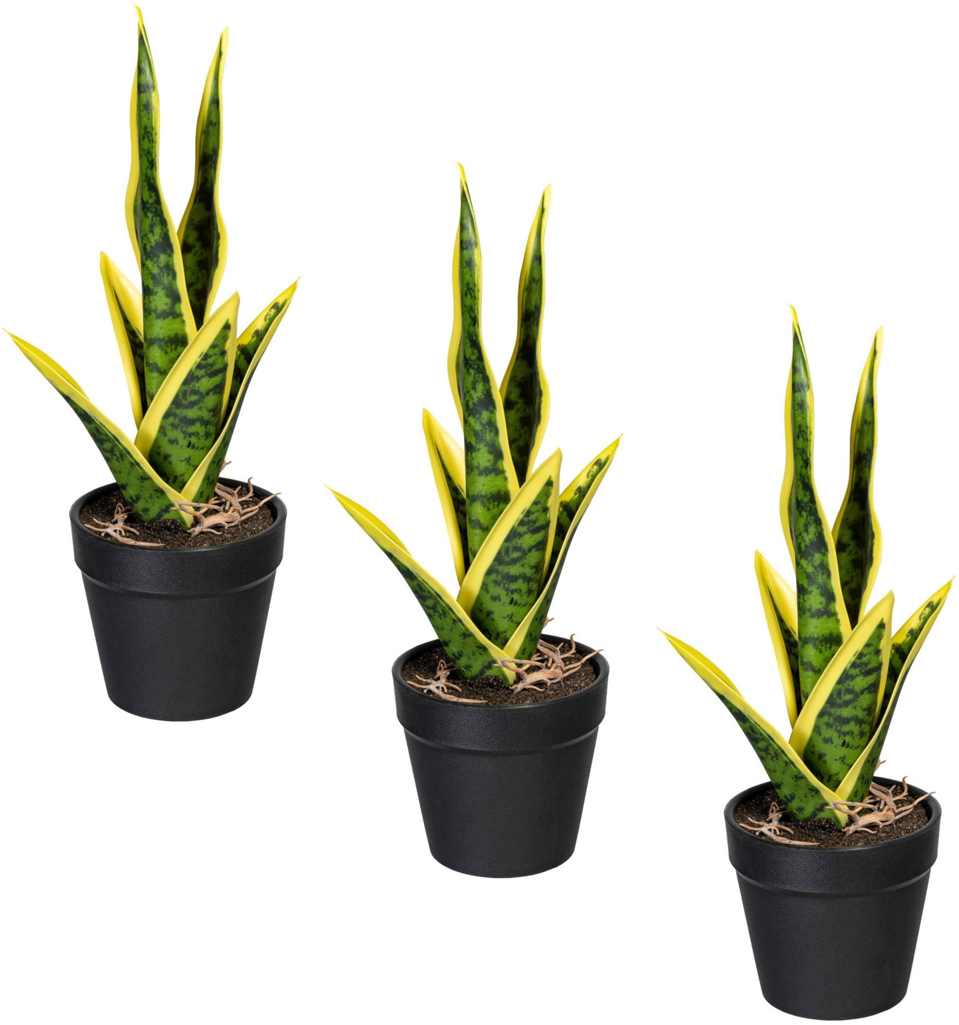 Creativ green Kunstpflanze »Sanseveria«, im 3er Set von Creativ green