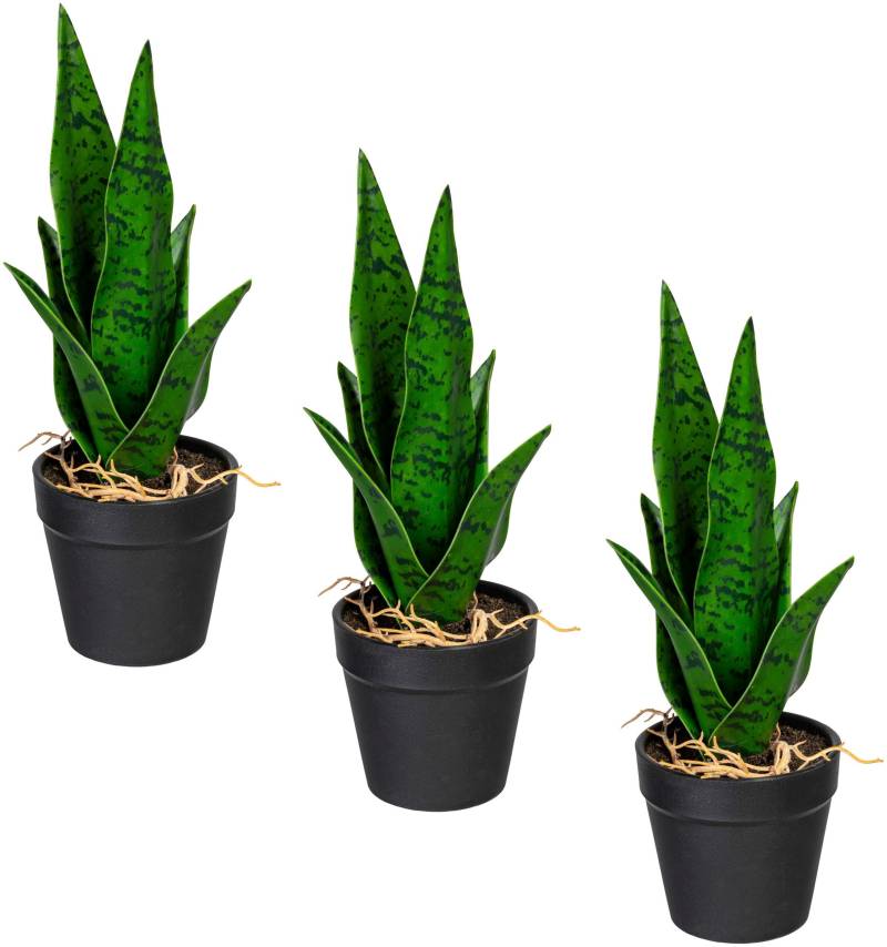 Creativ green Kunstpflanze »Sanseveria«, im 3er Set von Creativ green