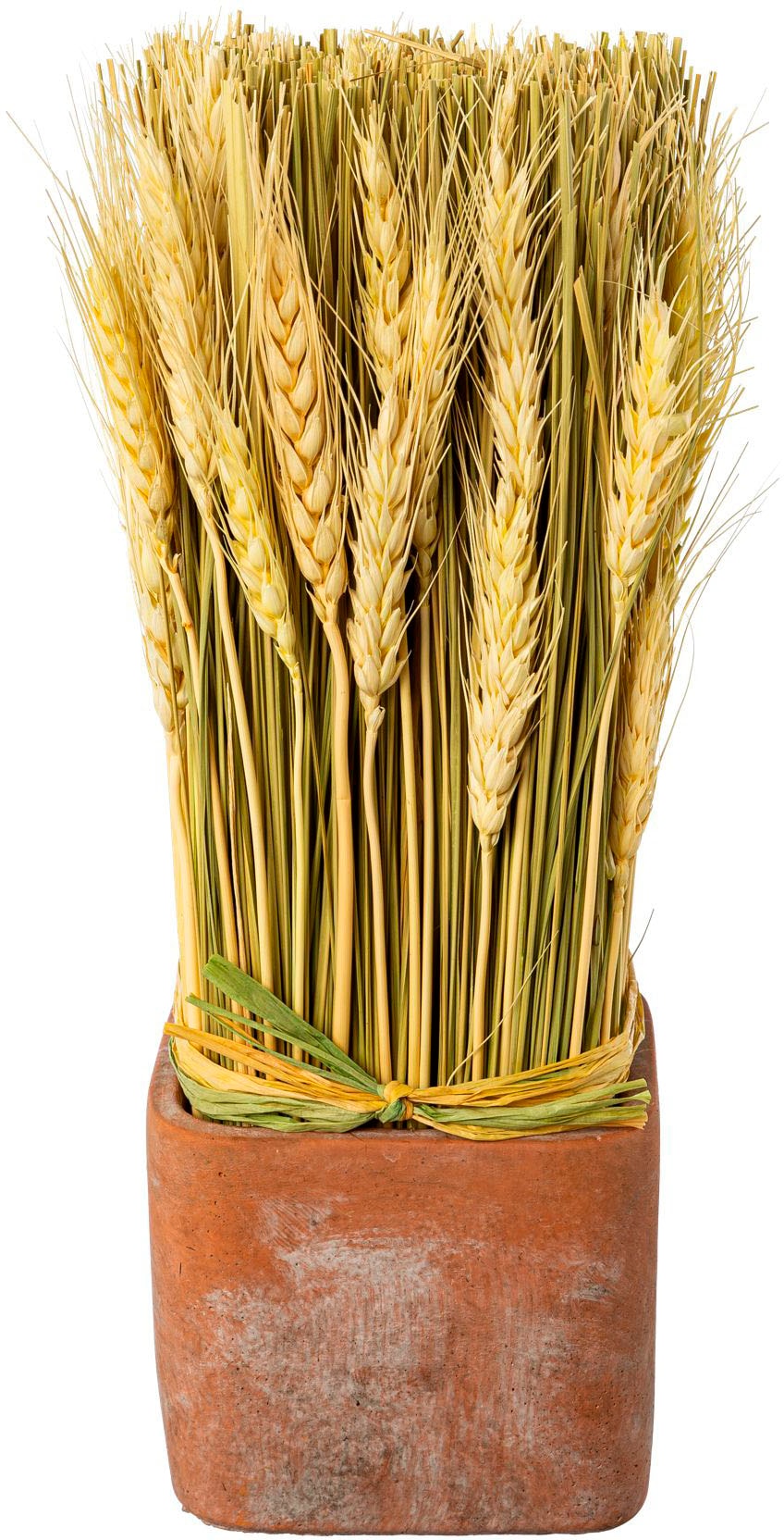 Creativ home Trockenblume »Trockenblumen imTopf« Creativ home Trockenblume »Trockenblumen imTopf« von Creativ home