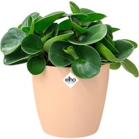 Blumentopf Brussels Pfirsich 14x13cm 1,4L von Elho