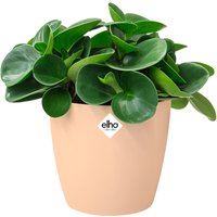 Blumentopf Brussels Pfirsich 14x13cm 1,4L von Elho