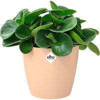 Blumentopf Brussels Pfirsich 16x15cm 2,2L von Elho