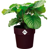 Blumentopf Maulbeere 18x17cm 2,9L von Elho