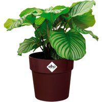 Blumentopf Maulbeere 30x27cm 13,3L von Elho