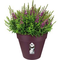 Blumentopf Maulbeere matt 19x18cm 3L von Elho