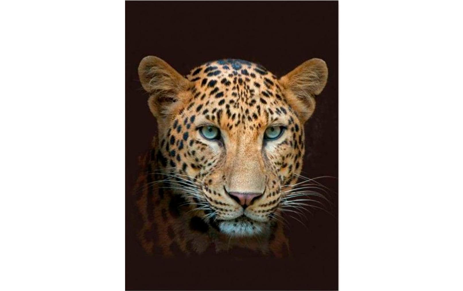 Hubatka TEXTIL Wohndecke »Leopard 150 x 200 cm, Braun« Hubatka TEXTIL Wohndecke »Leopard 150 x 200 cm, Braun« von Hubatka TEXTIL