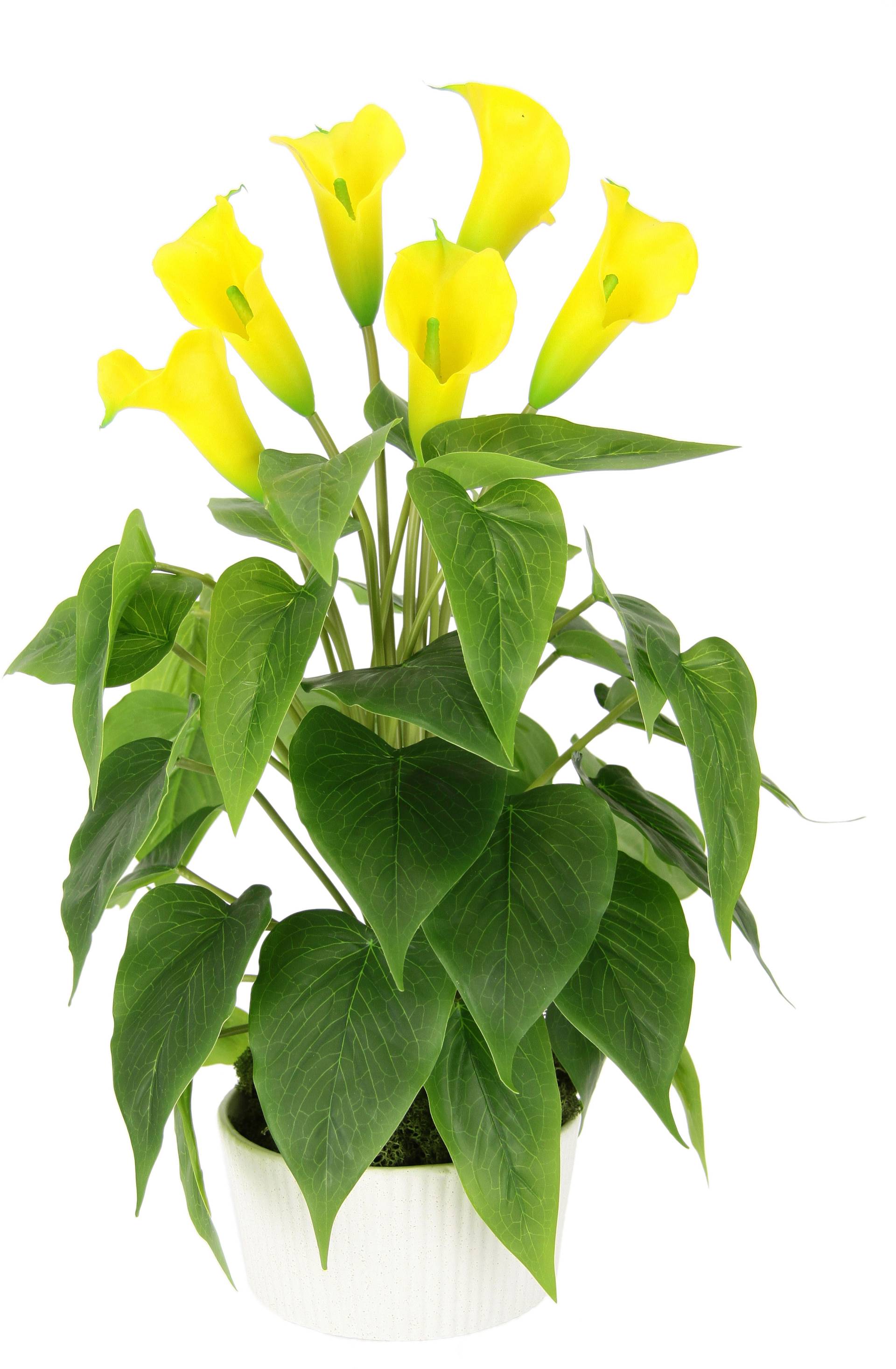 I.GE.A. Kunstblume »Calla«, Im Topf aus Keramik Kunstpflanze Künstliche Blumen Seidenblumen von I.GE.A.