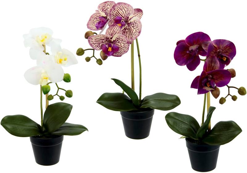 I.GE.A. Kunstorchidee »Phalaenopsis«, im Kunststofftopf, 3er Set von I.GE.A.