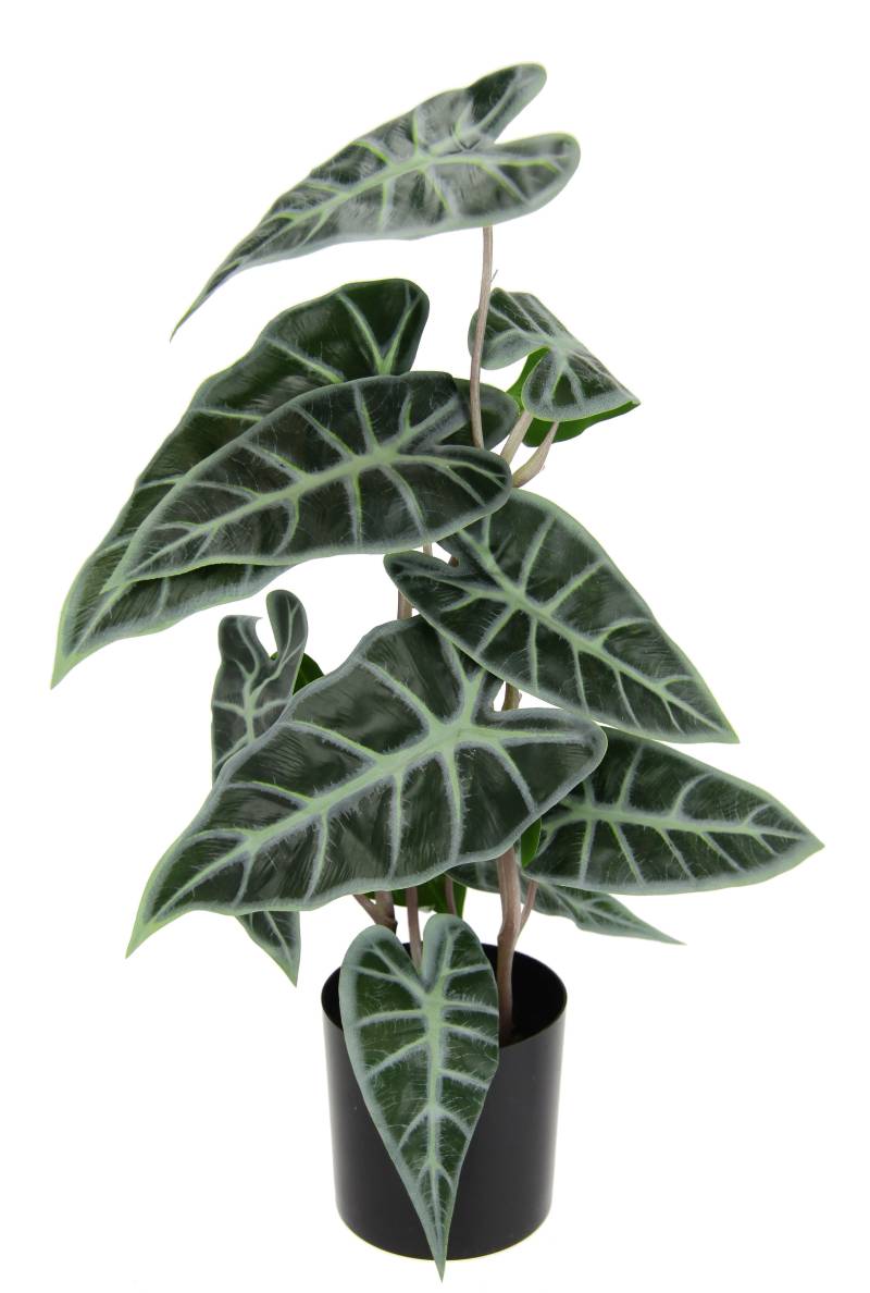 I.GE.A. Kunstpflanze »Calathea«, Kunst-Pflanze Seidenblumen ZimmerpflanzeZebrina Alocasia Sanderiana von I.GE.A.