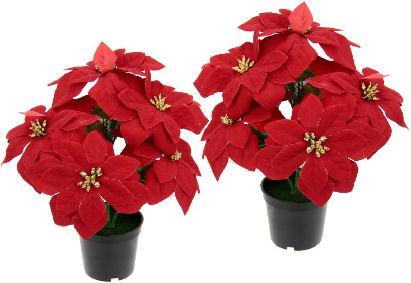 I.GE.A. Kunstpflanze »Poinsettie«, im Topf, 2er Set von I.GE.A.