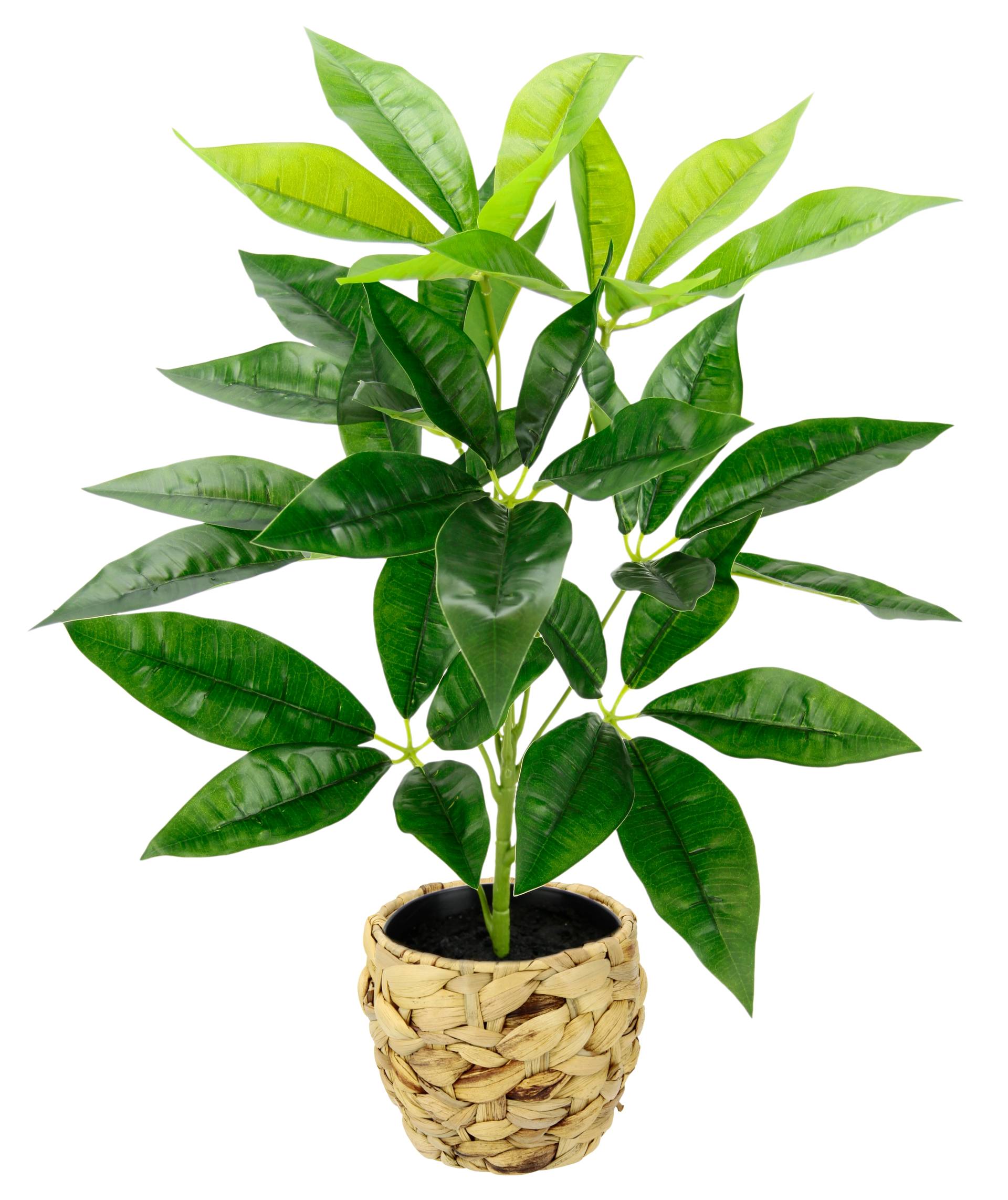 I.GE.A. Kunstpflanze »Schefflera«, Mit Übertopf Künstliche Seidenblumen I.GE.A. Kunstpflanze »Schefflera«, Mit Übertopf Künstliche Seidenblumen von I.GE.A.