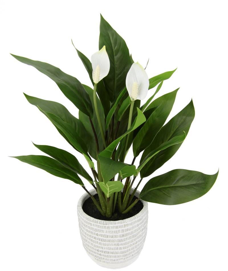 I.GE.A. Kunstpflanze »Spathiphyllum«, im Topf Anthurie Calla Flamingoblume exotische Pflanze weisse Blüten von I.GE.A.