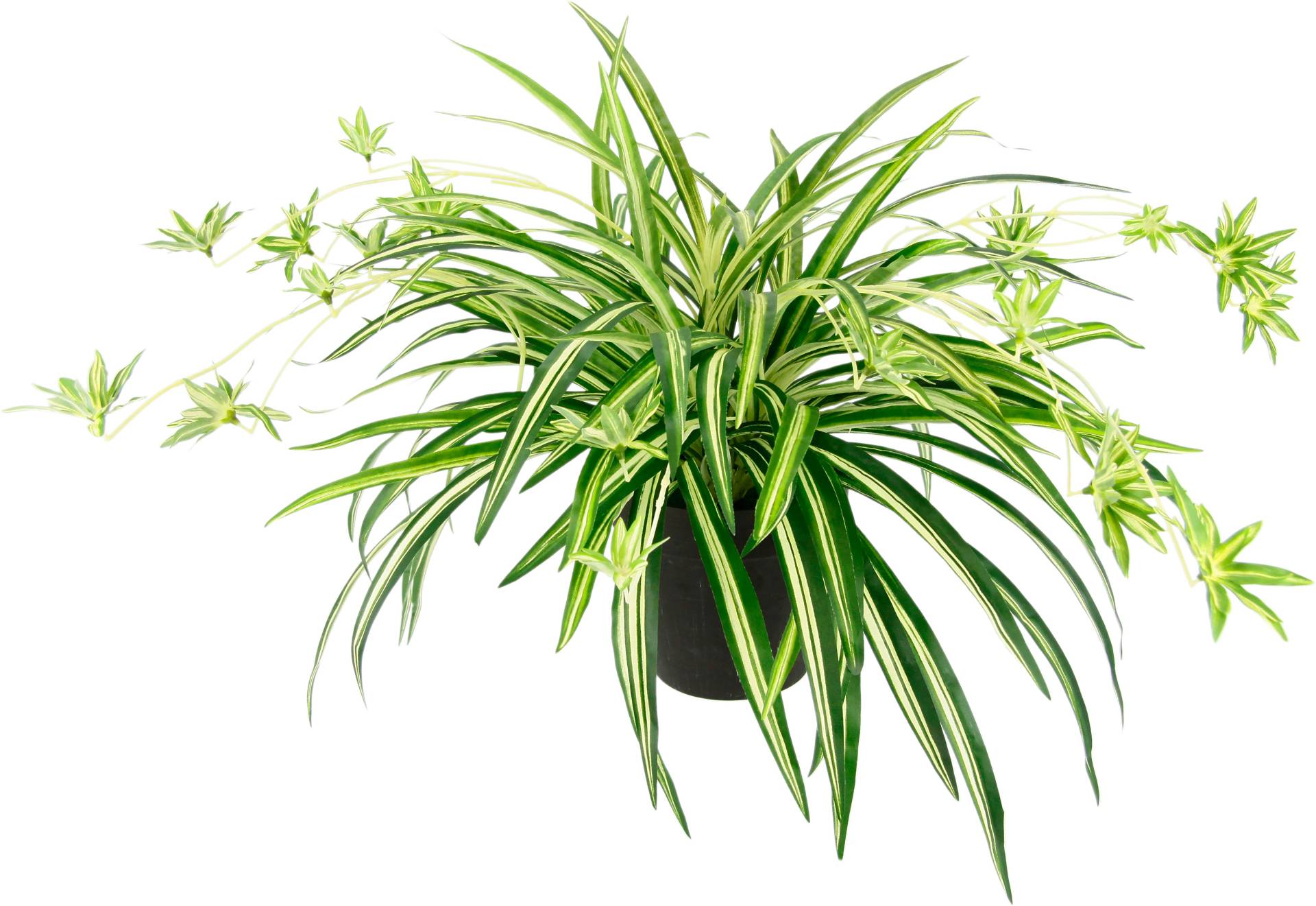 I.GE.A. Kunstpflanze »Wasserlilie«, Im Topf von I.GE.A.