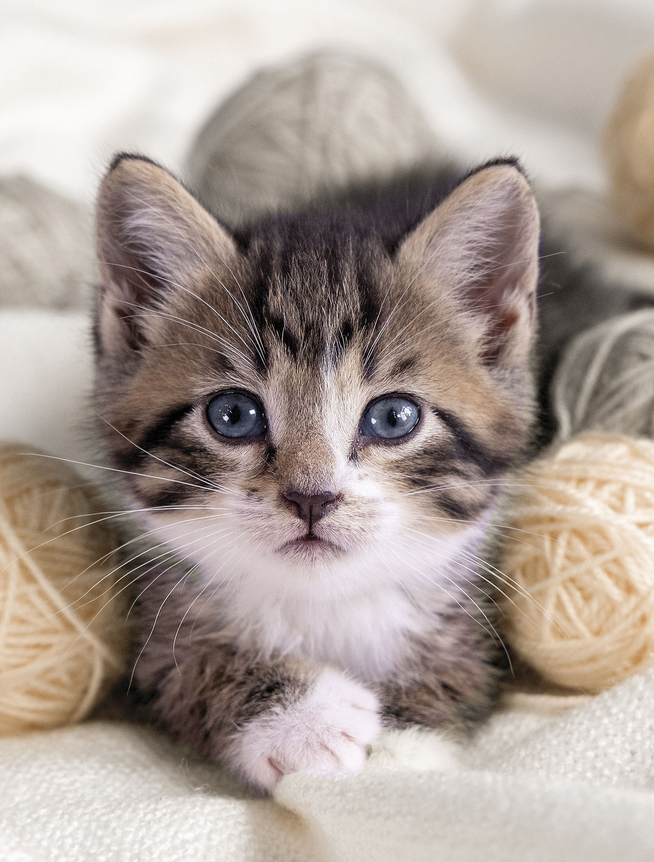 KiNZLER Wohndecke »Mikrofaser Fotodruck "Katze"« von Kinzler