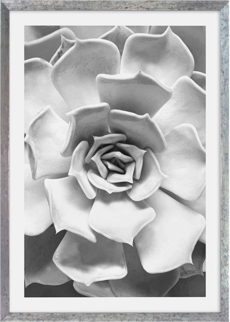 Komar Bild mit Rahmen »Succulent Aeonium«, maschinell von Komar