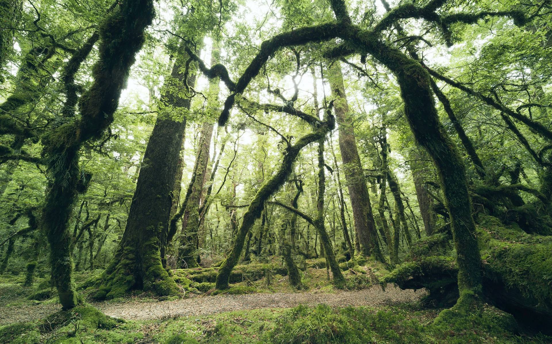 Komar Vliestapete »Digitaldruck Vlies - Ancient Green - Grösse 450 x 280 cm«, bedruckt, Wohnzimmer, Schlafzimmer von Komar