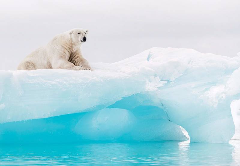 Komar Fototapete »Arctic Polar Bear«, bedruckt-natürlich, 368 x 254 cm von Komar