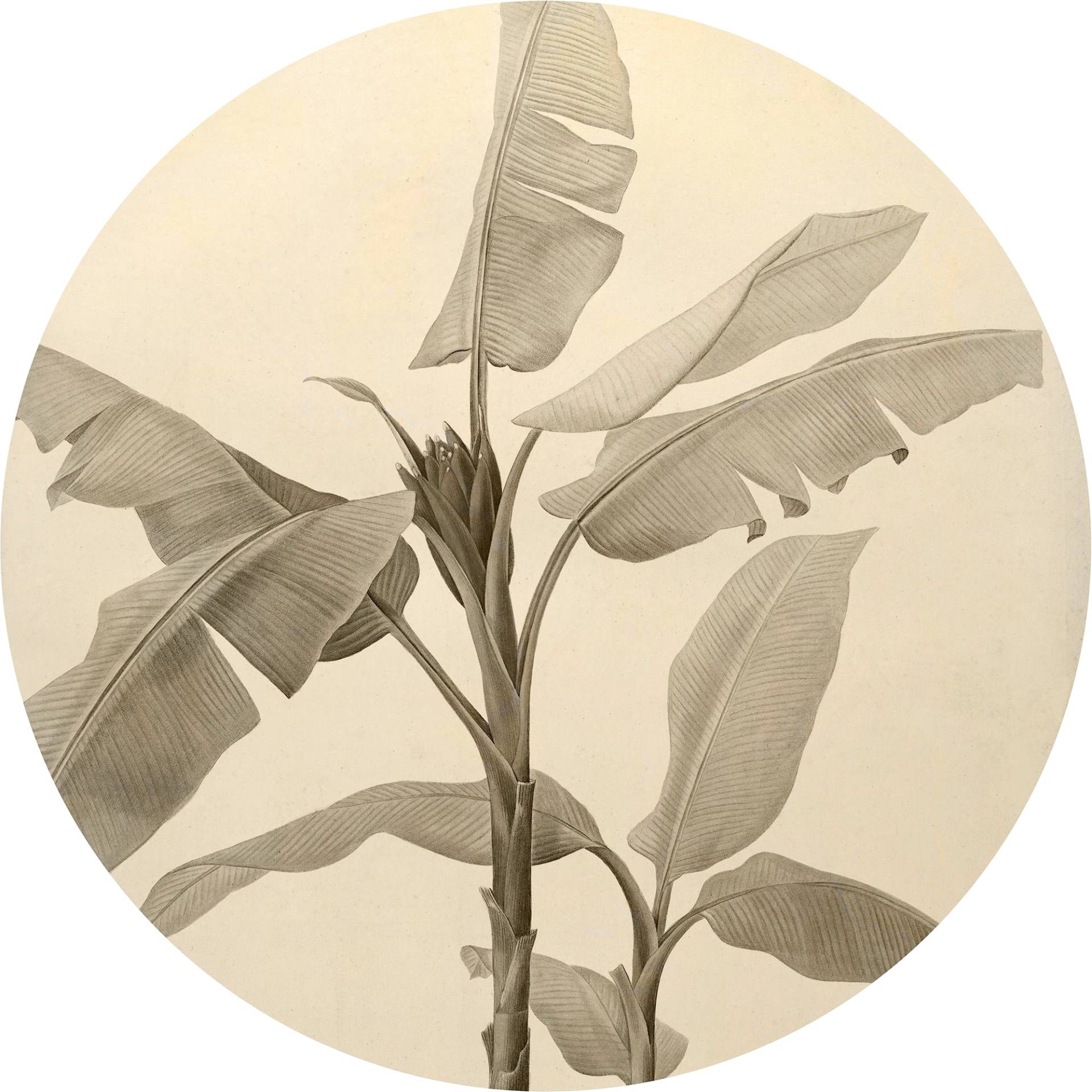 Komar Fototapete »Vlies selbstklebend - Banana Plant - Grösse 125 x 125 cm«, bedruckt, Wohnzimmer, Schlafzimmer Komar Fototapete »Vlies selbstklebend - Banana Plant - Grösse 125 x 125 cm«, bedruckt, Wohnzimmer, Schlafzimmer von Komar