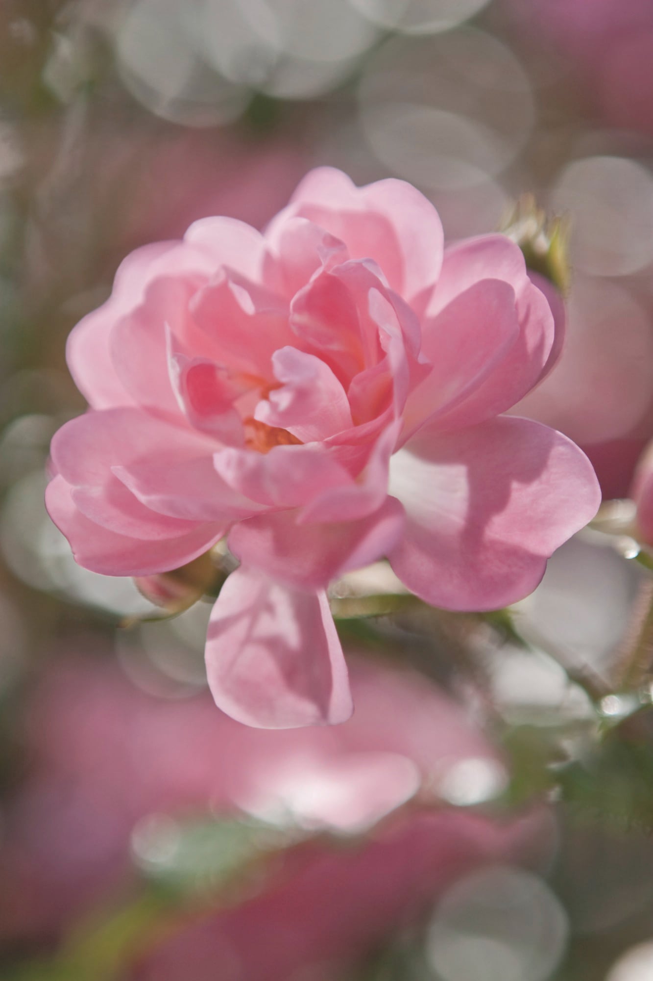 Komar Fototapete »Bouquet - Grösse 184 x 254 cm«, bedruckt, Wohnzimmer, Schlafzimmer Komar Fototapete »Bouquet - Grösse 184 x 254 cm«, bedruckt, Wohnzimmer, Schlafzimmer von Komar