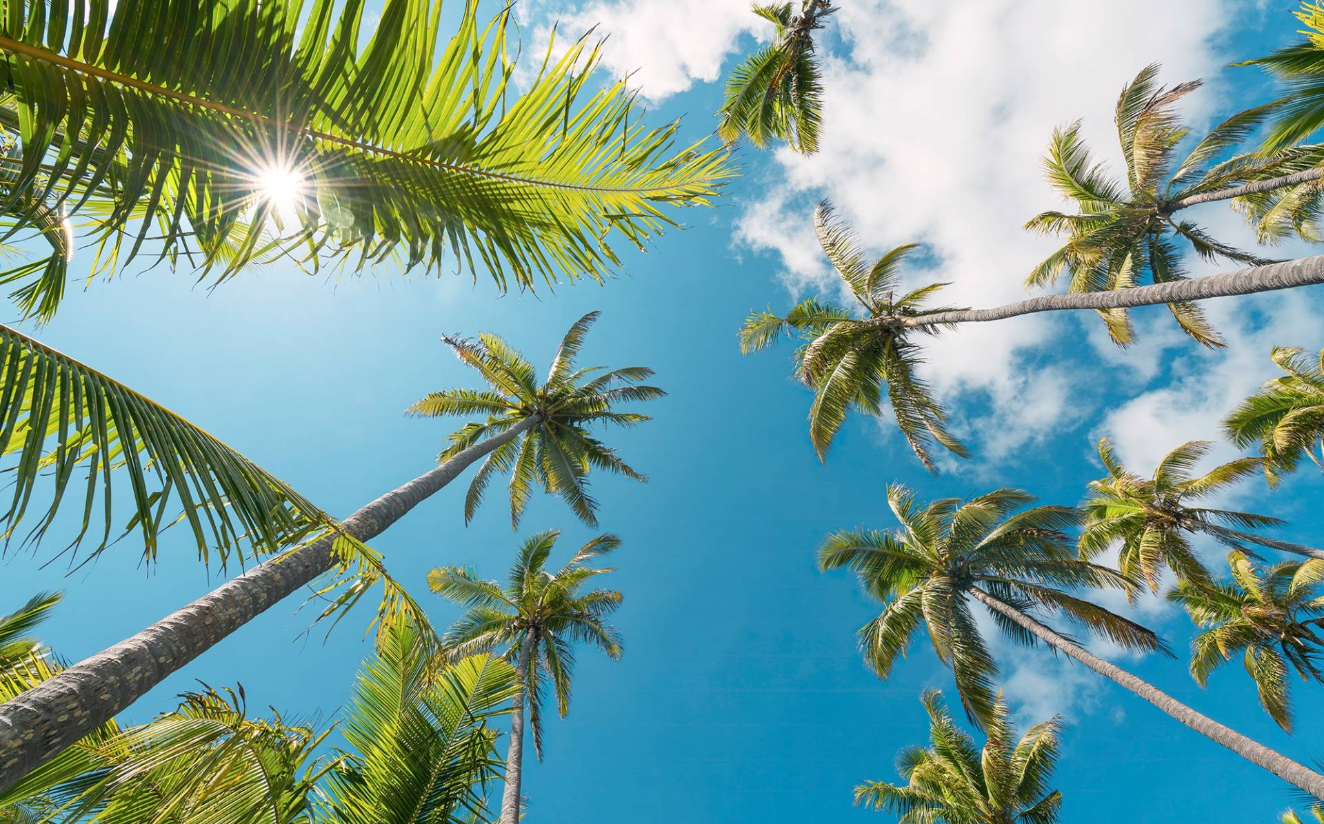 Komar Vliestapete »Coconut Heaven II«, 450x280 cm (Breite x Höhe), Wohnzimmer, Schlafzimmer von Komar