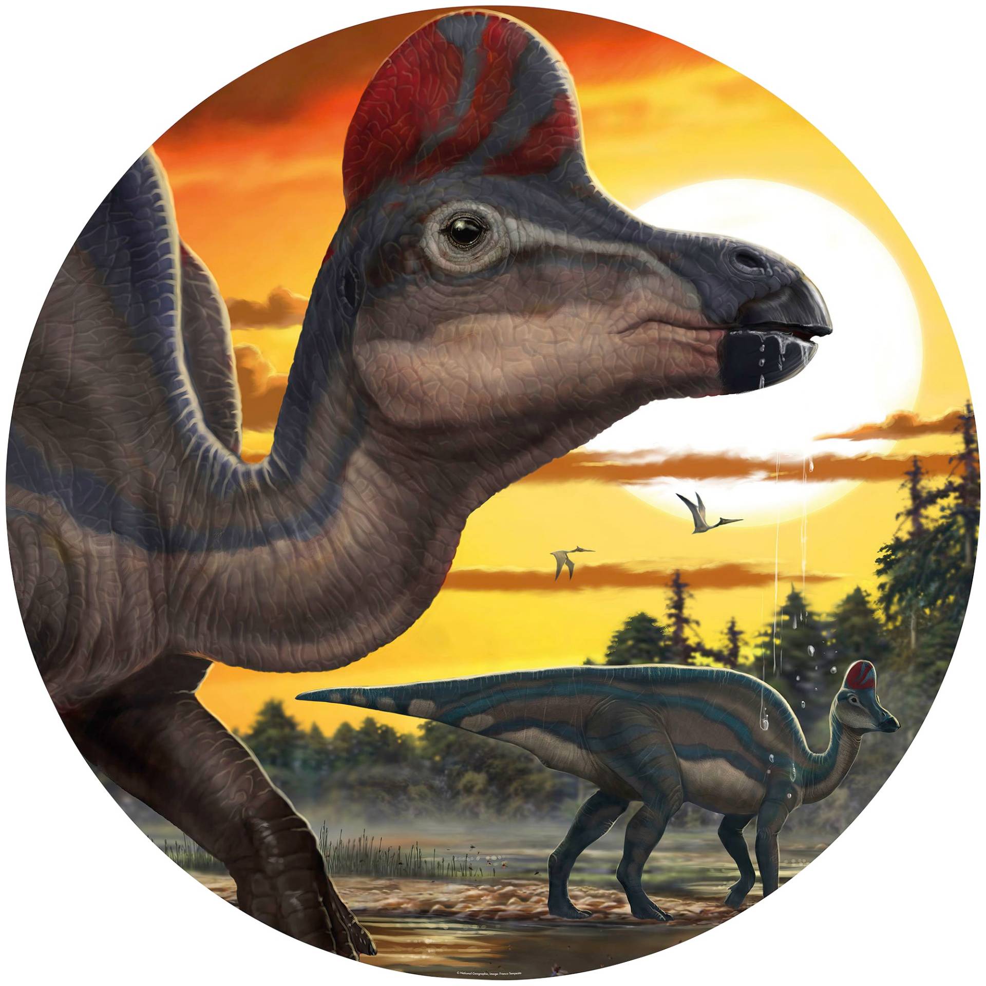 Komar Fototapete »Corythosaurus Sunset«, bedruckt-Comic-Retro-mehrfarbig, BxH: 128x128 cm, selbstklebend von Komar