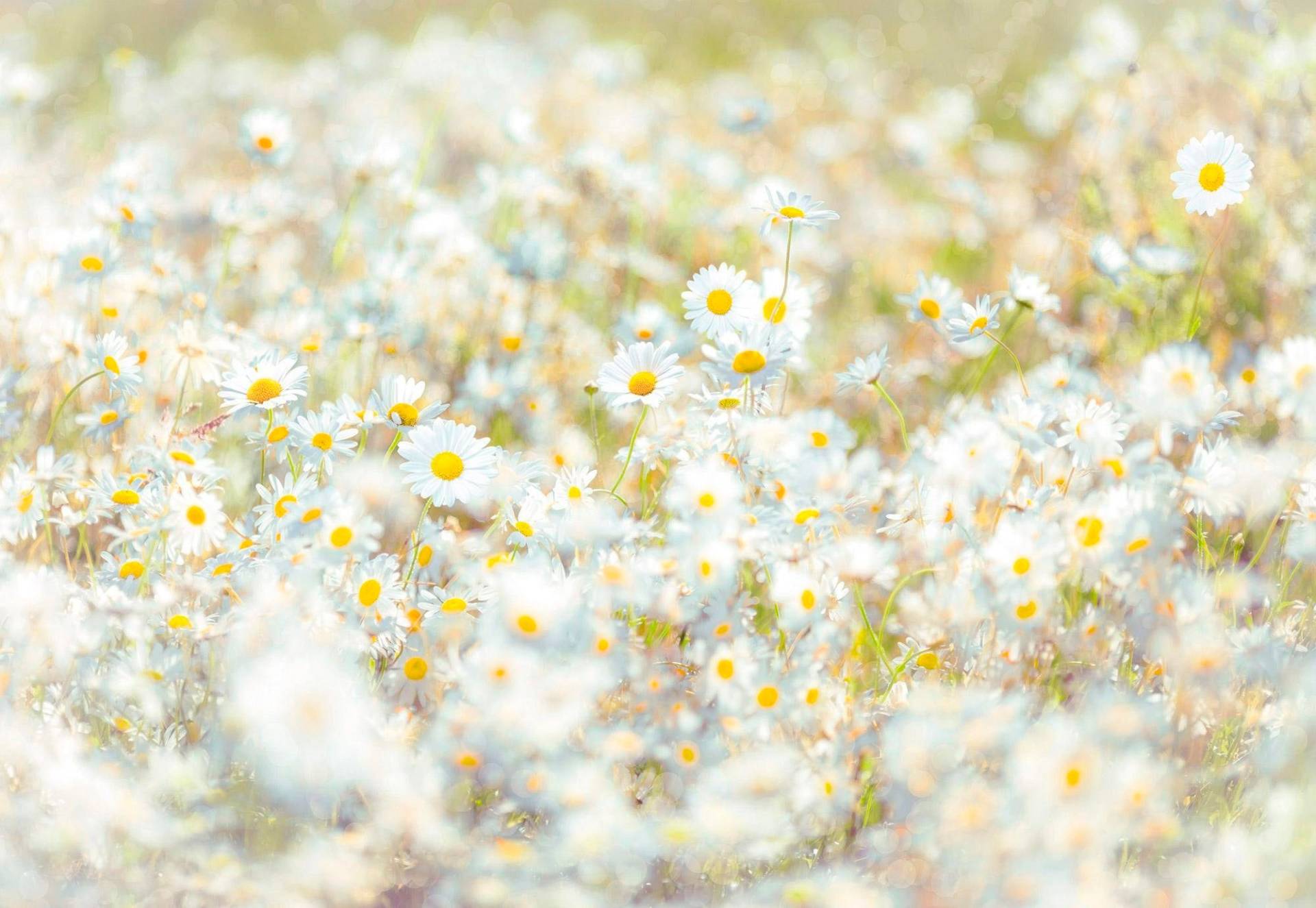 Komar Fototapete »Daisies - Grösse 368 x 254 cm«, bedruckt, Wohnzimmer, Schlafzimmer von Komar