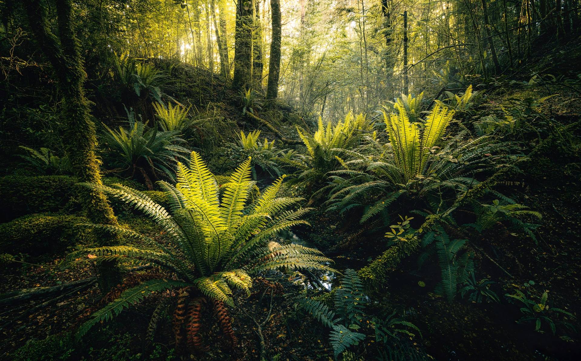 Komar Vliestapete »Digitaldruck Vlies - Fjordland Woods - Grösse 450 x 280 cm«, bedruckt, Wohnzimmer, Schlafzimmer von Komar