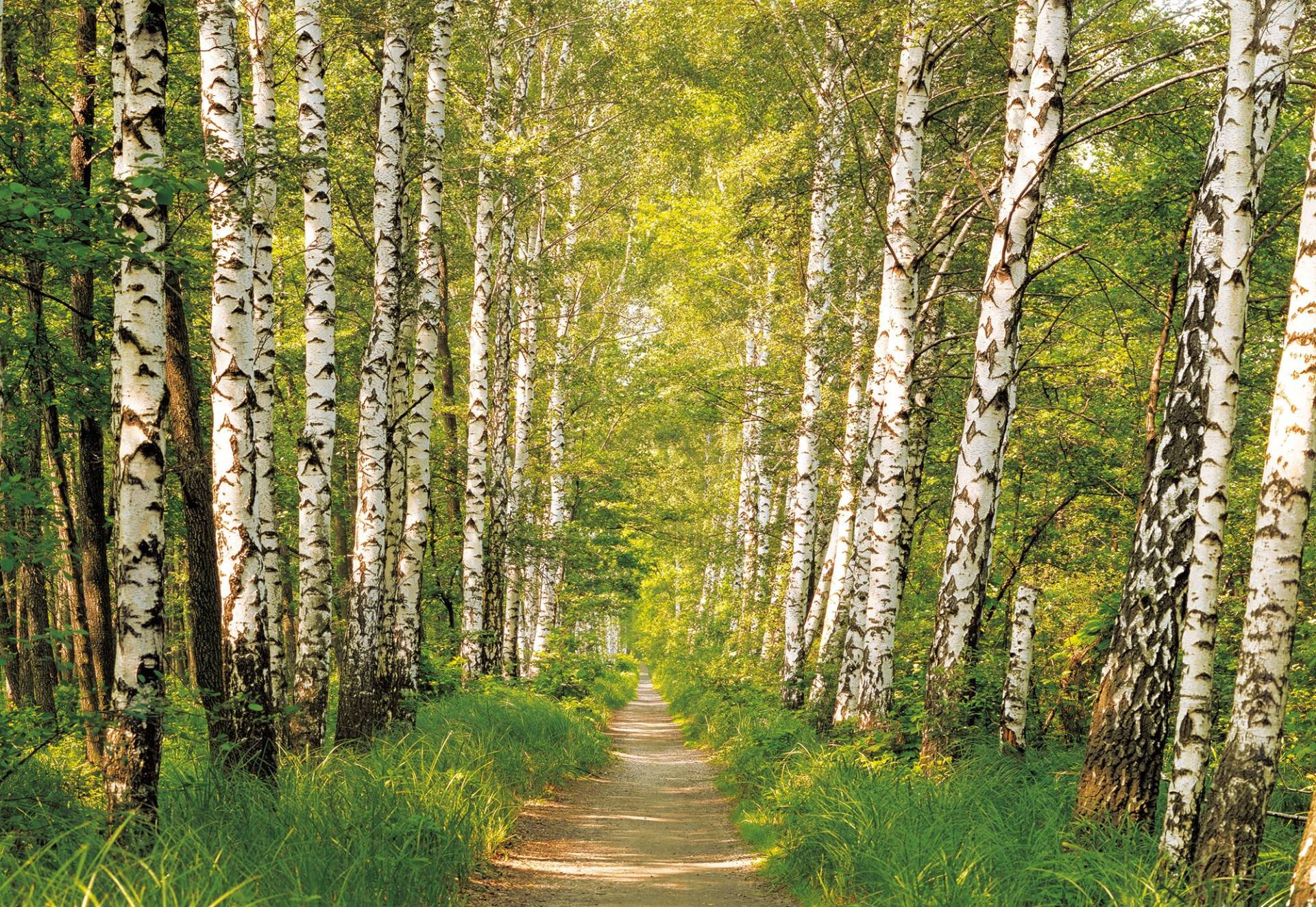 Komar Fototapete »Fototapete«, bedruckt, Fototapete - Birkenwald - Grösse 368 x 254 cm von Komar