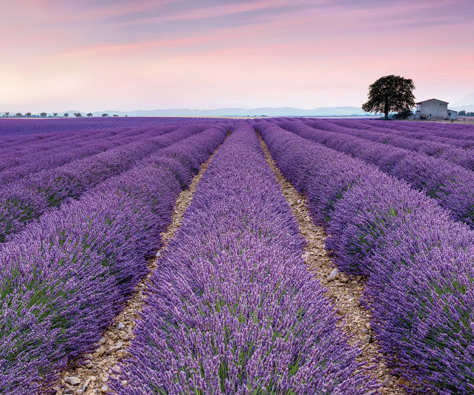 Komar Fototapete »Fototapete«, bedruckt, Vlies Fototapete - Provence - Grösse 300 x 250 cm von Komar