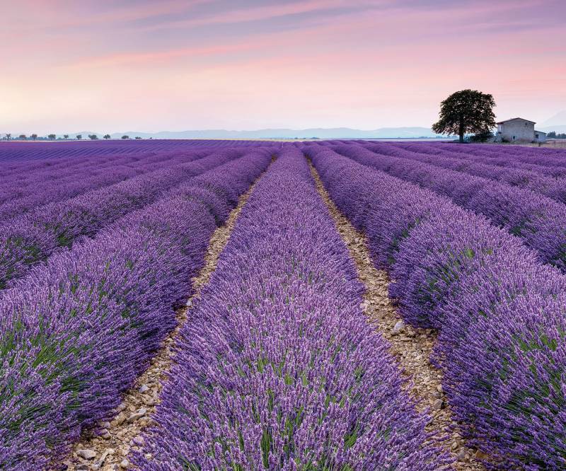 Komar Fototapete »Digitaldruck Vlies - Provence - Grösse 300 x 250 cm«, bedruckt, Wohnzimmer, Schlafzimmer von Komar