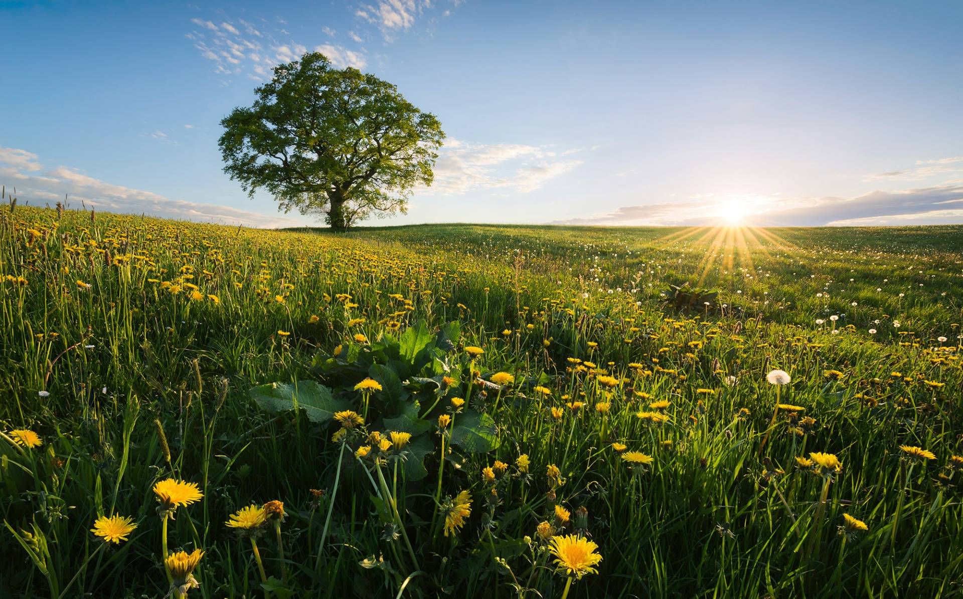 Komar Vliestapete »Digitaldruck Vlies - Frühling auf dem Land - Grösse 450 x 280 cm«, bedruckt, Wohnzimmer, Schlafzimmer von Komar