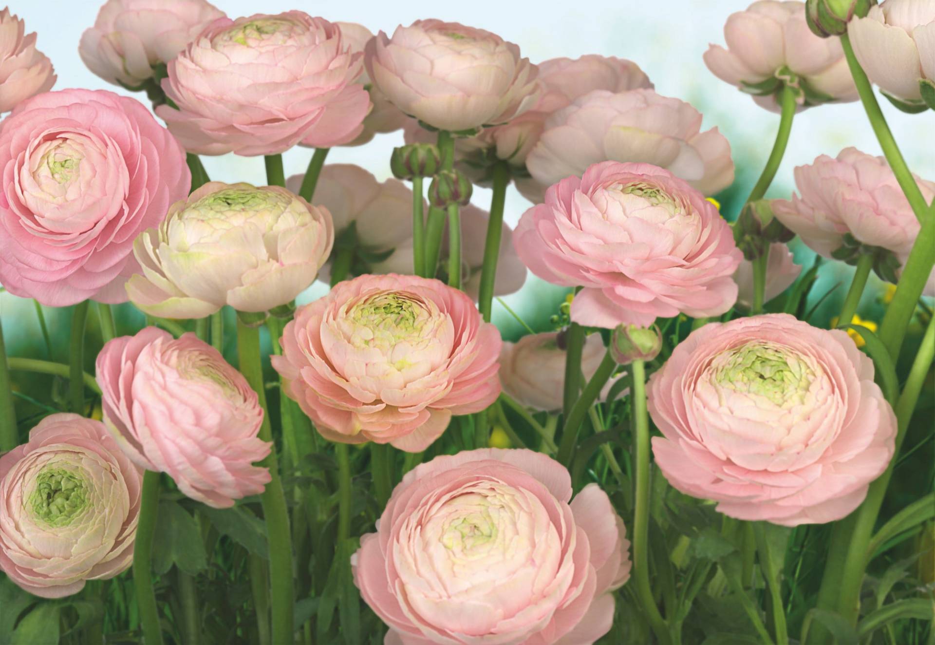 Komar Fototapete »Gentle Rosé - Grösse 368 x 254 cm«, bedruckt, Wohnzimmer, Schlafzimmer Komar Fototapete »Gentle Rosé - Grösse 368 x 254 cm«, bedruckt, Wohnzimmer, Schlafzimmer von Komar