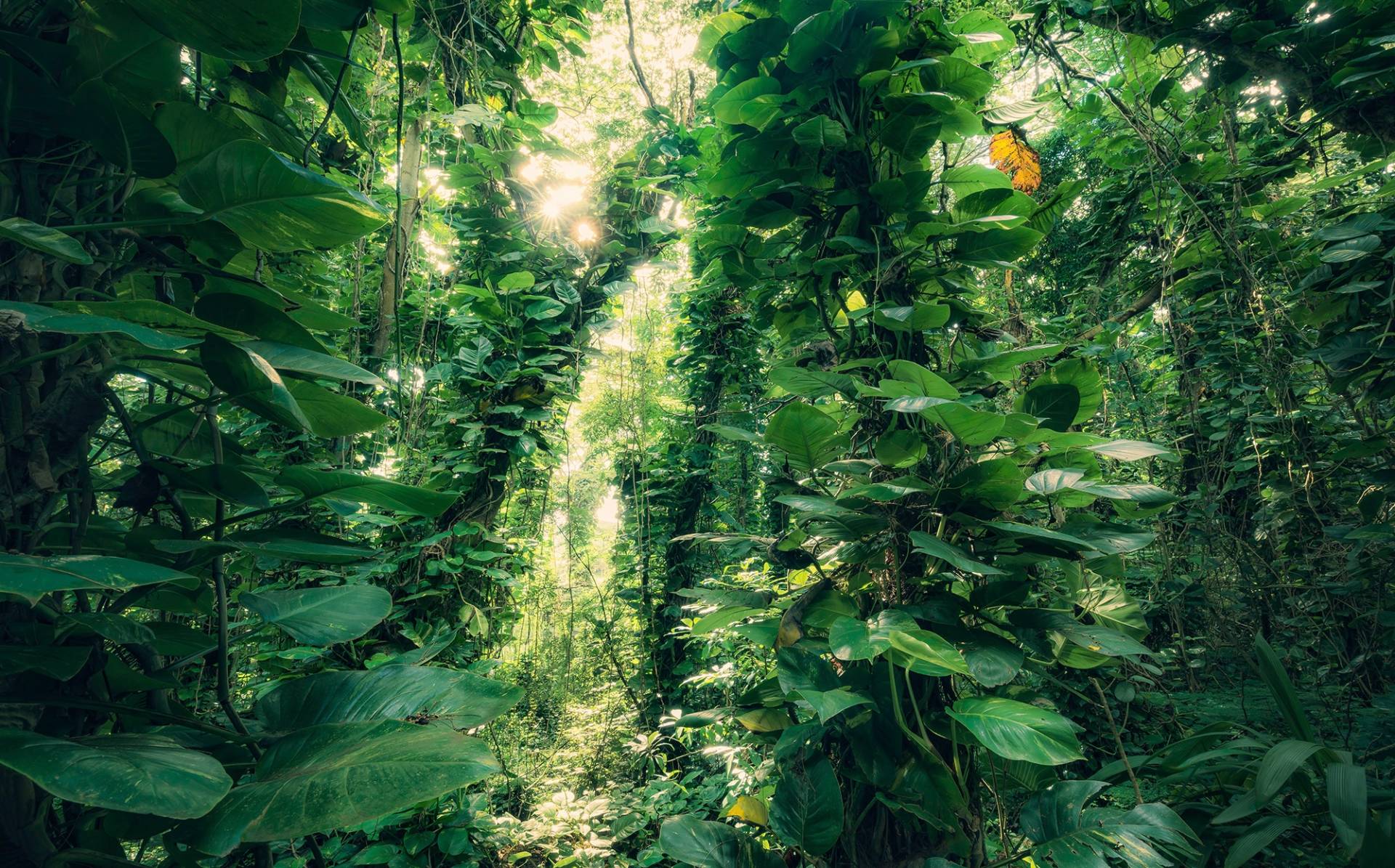 Komar Vliestapete »Green Leaves«, 450x280 cm (Breite x Höhe), Wohnzimmer, Schlafzimmer von Komar