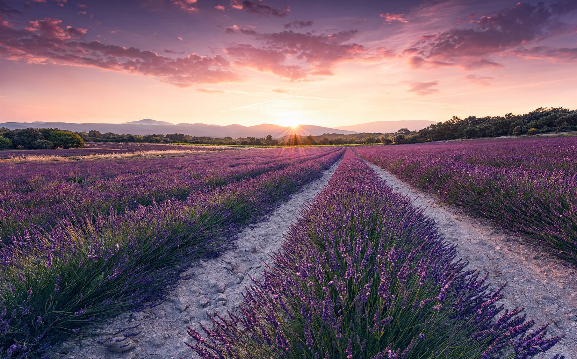 Komar Vliestapete »Lavender Dream«, 450x280 cm (Breite x Höhe), Wohnzimmer, Schlafzimmer von Komar