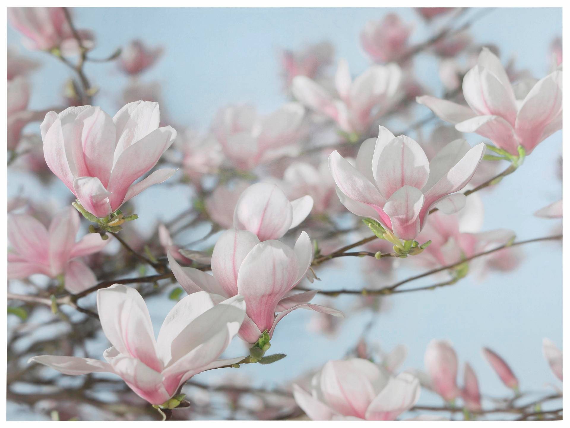 Komar Fototapete »Magnolia«, 368x254 cm (Breite x Höhe), inklusive Kleister Komar Fototapete »Magnolia«, 368x254 cm (Breite x Höhe), inklusive Kleister von Komar