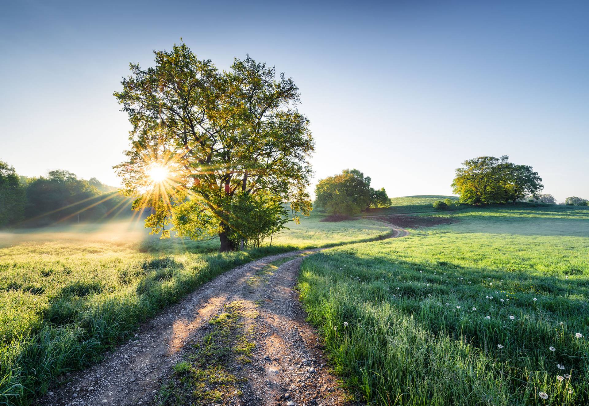 Komar Fototapete »Meadow Trail - Grösse 368 x 254 cm«, bedruckt, Wohnzimmer, Schlafzimmer von Komar