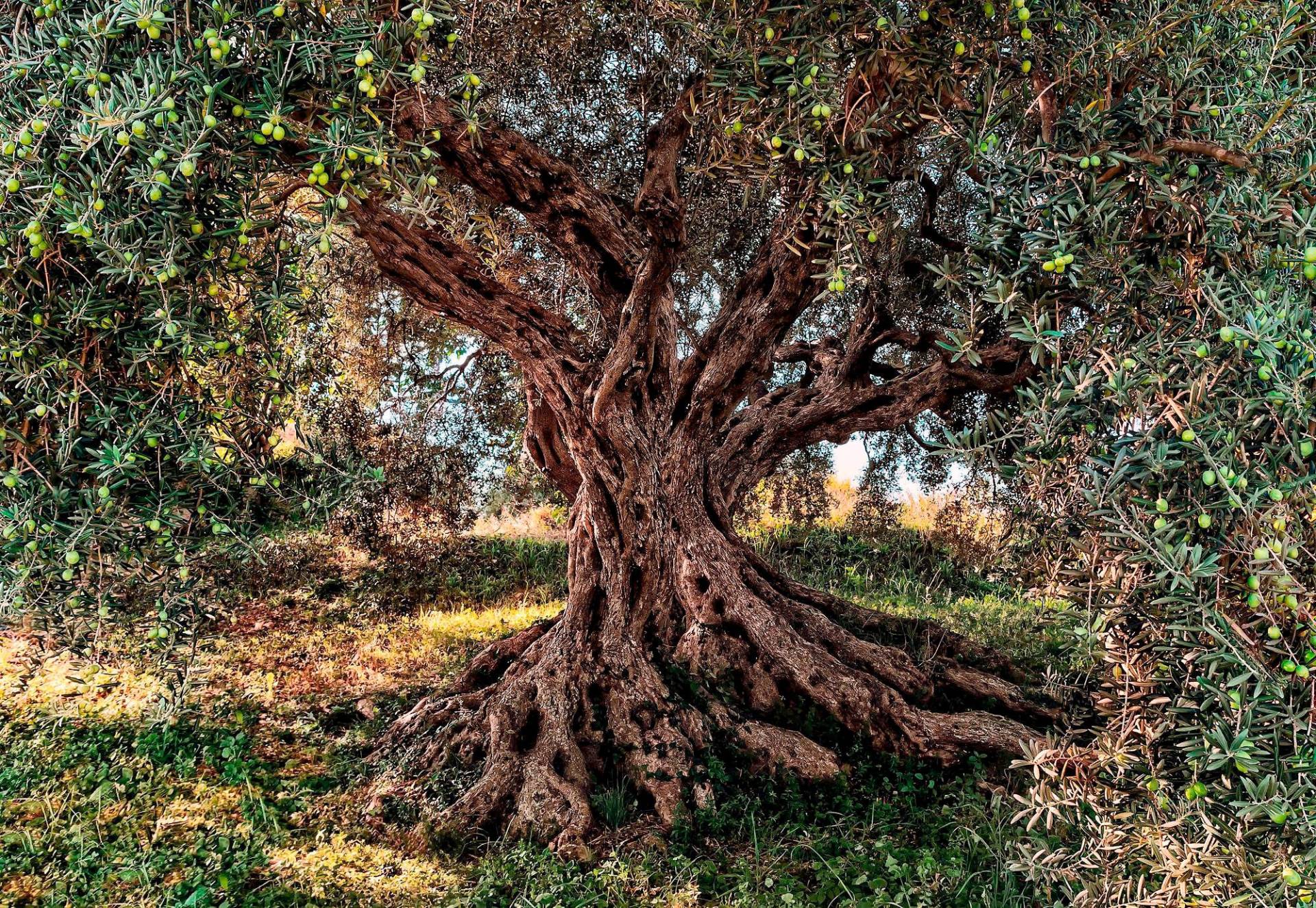 Komar Fototapete »Olive Tree«, bedruckt-Wald-Meer, ausgezeichnet lichtbeständig von Komar