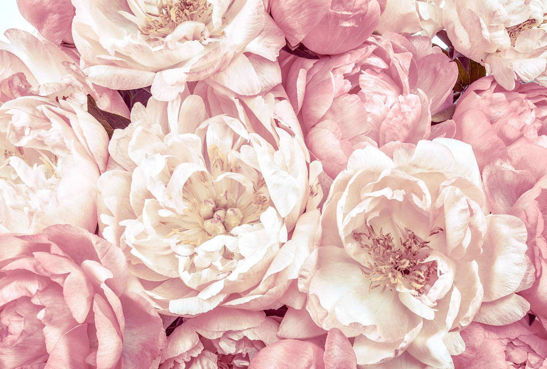 Komar Vliestapete »Vlies - Peonies - Grösse 368 x 248 cm«, bedruckt, Wohnzimmer, Schlafzimmer Komar Vliestapete »Vlies - Peonies - Grösse 368 x 248 cm«, bedruckt, Wohnzimmer, Schlafzimmer von Komar