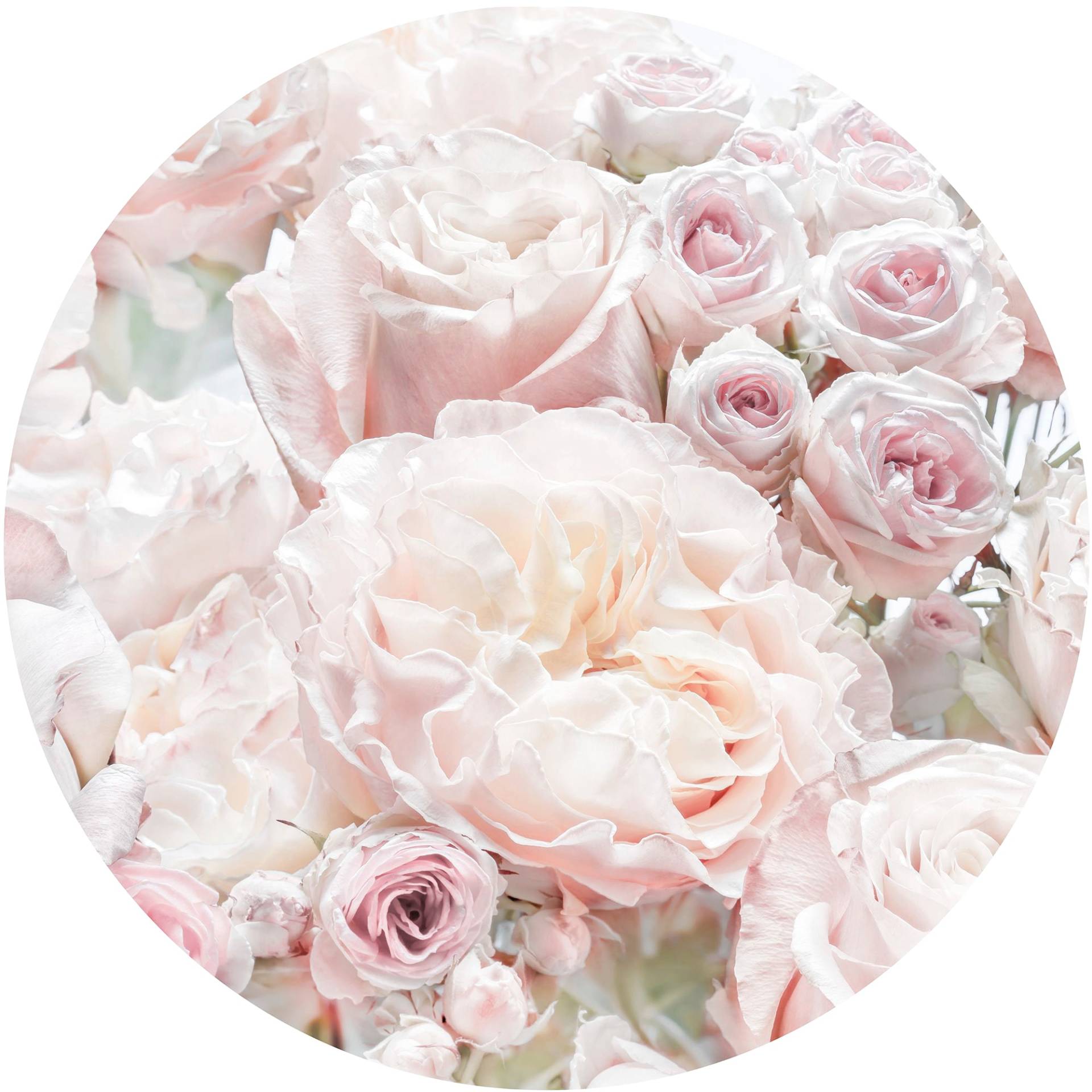 Komar Fototapete »Pink and Cream Roses«, 125x125 cm (Breite x Höhe), rund und selbstklebend von Komar