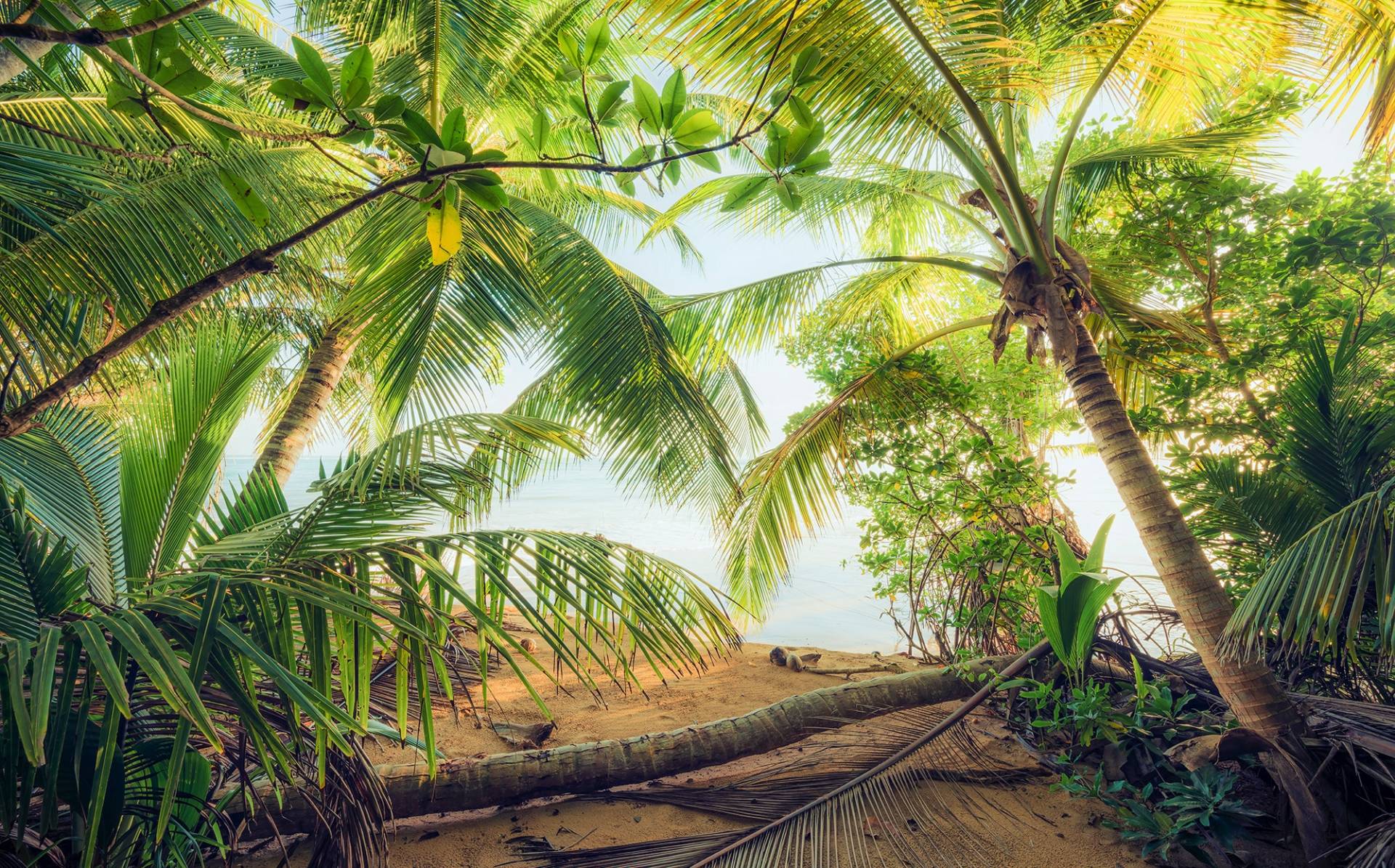 Komar Vliestapete »Digitaldruck Vlies - Piratenversteck - Grösse 450 x 280 cm«, bedruckt, Wohnzimmer, Schlafzimmer Komar Vliestapete »Digitaldruck Vlies - Piratenversteck - Grösse 450 x 280 cm«, bedruckt, Wohnzimmer, Schlafzimmer von Komar