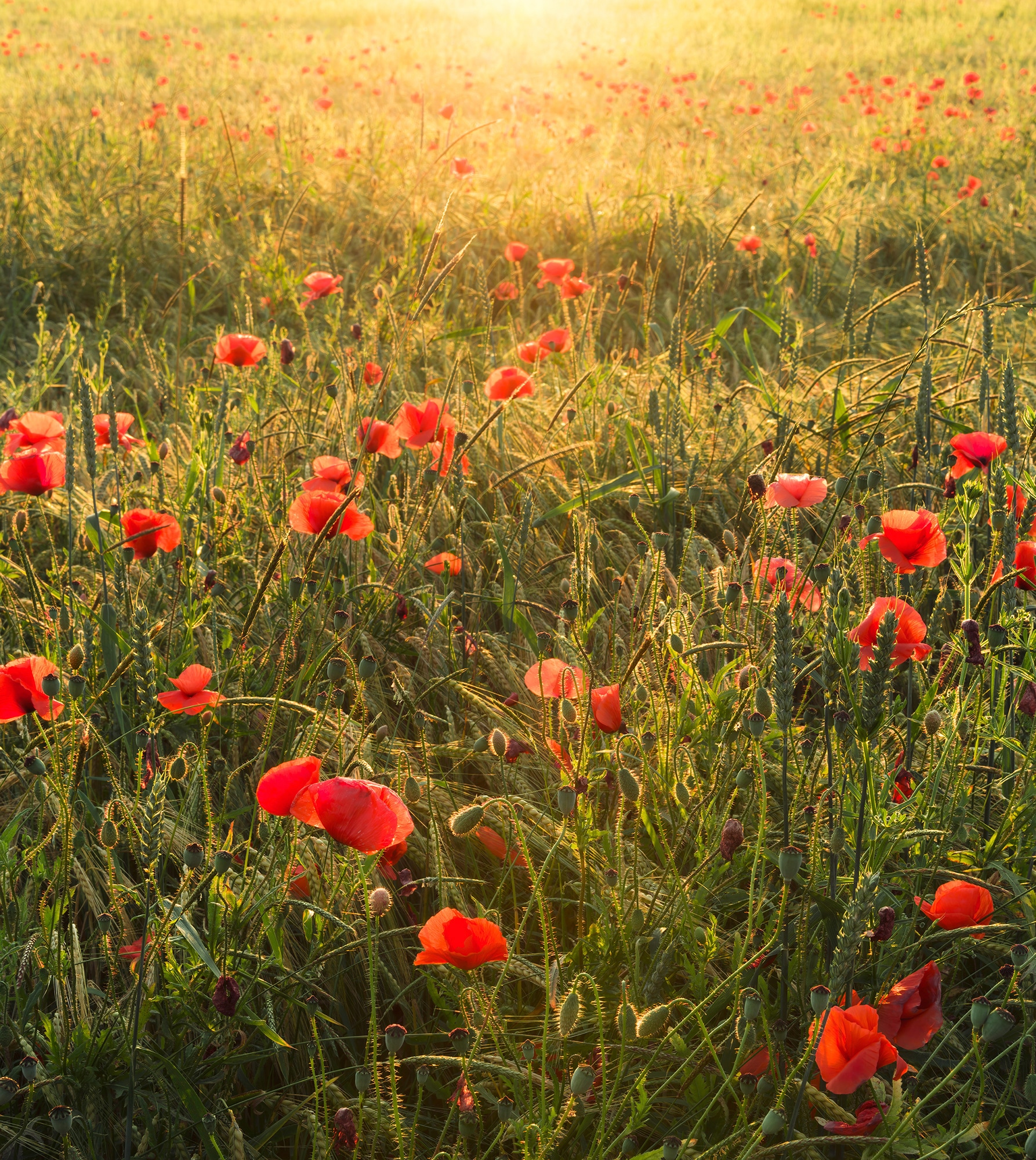 Komar Vliestapete »Poppy World«, 250x280 cm (Breite x Höhe), Wohnzimmer, Schlafzimmer von Komar