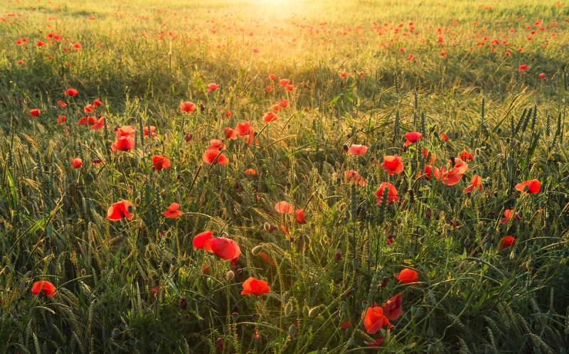 Komar Vliestapete »Poppy World«, 450x280 cm (Breite x Höhe), Wohnzimmer, Schlafzimmer von Komar