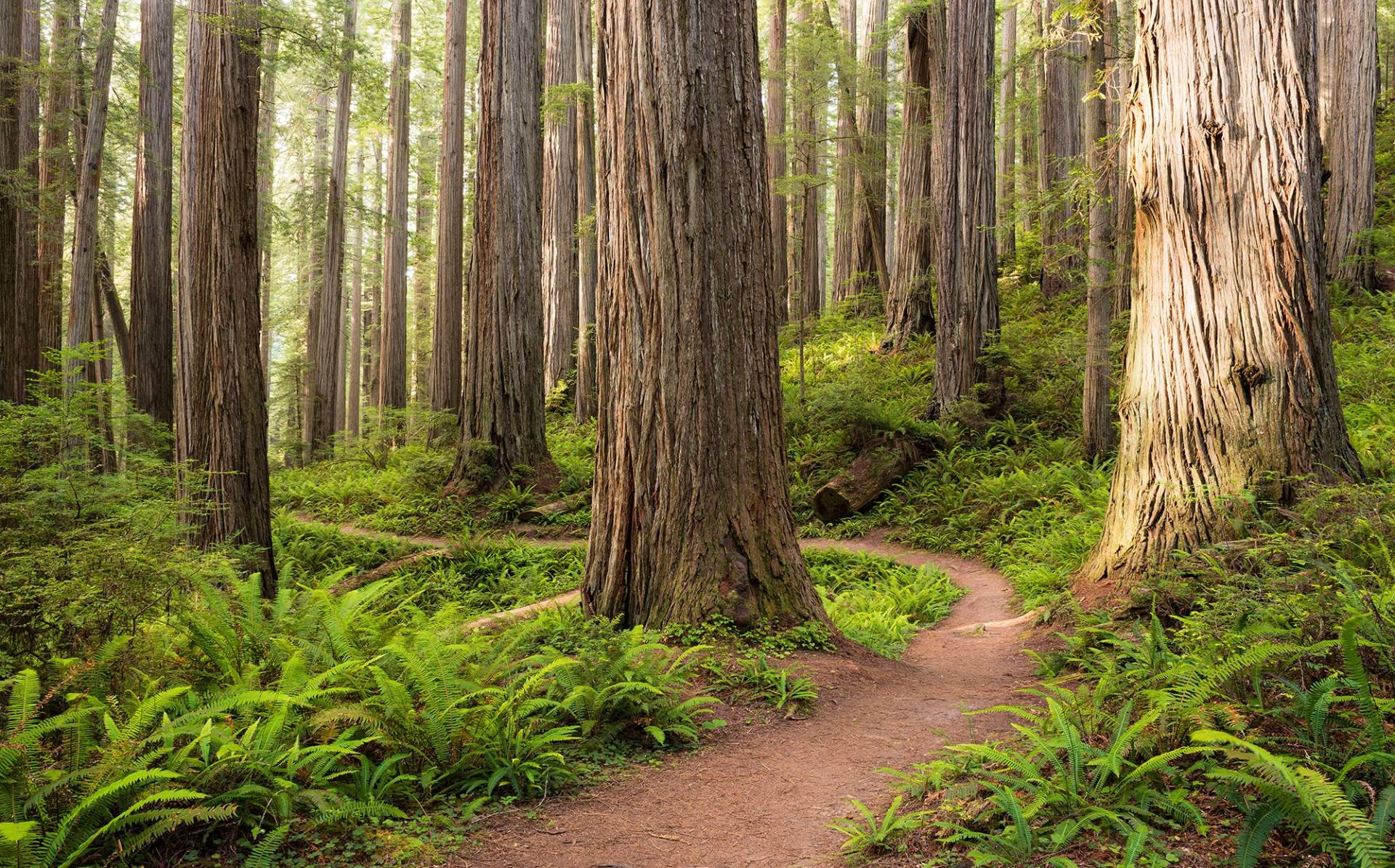 Komar Vliestapete »Redwood Trail«, 450x280 cm (Breite x Höhe), Wohnzimmer, Schlafzimmer von Komar