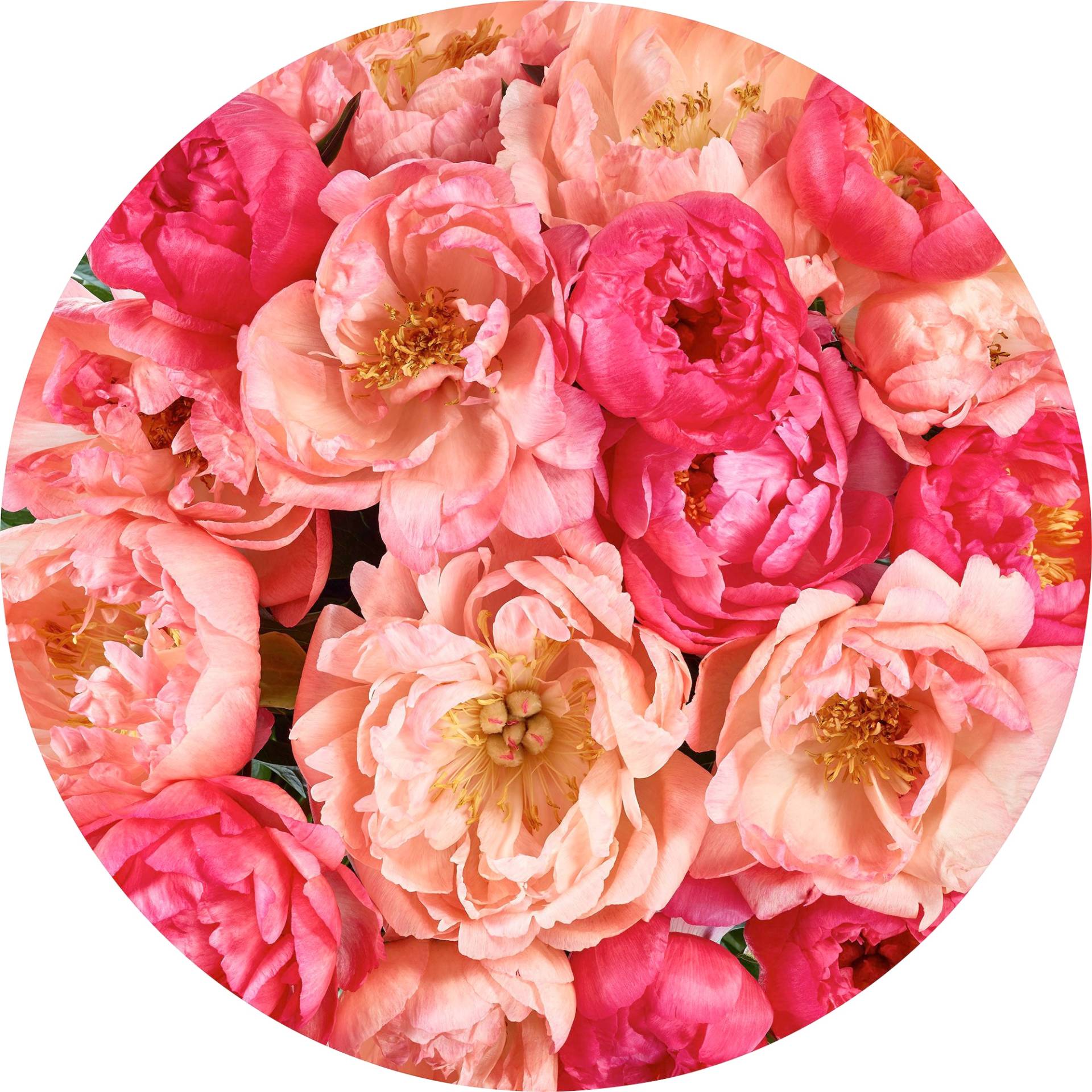 Komar Fototapete »Vlies selbstklebend - Roseraie - Grösse 125 x 125 cm«, bedruckt, Wohnzimmer, Schlafzimmer Komar Fototapete »Vlies selbstklebend - Roseraie - Grösse 125 x 125 cm«, bedruckt, Wohnzimmer, Schlafzimmer von Komar