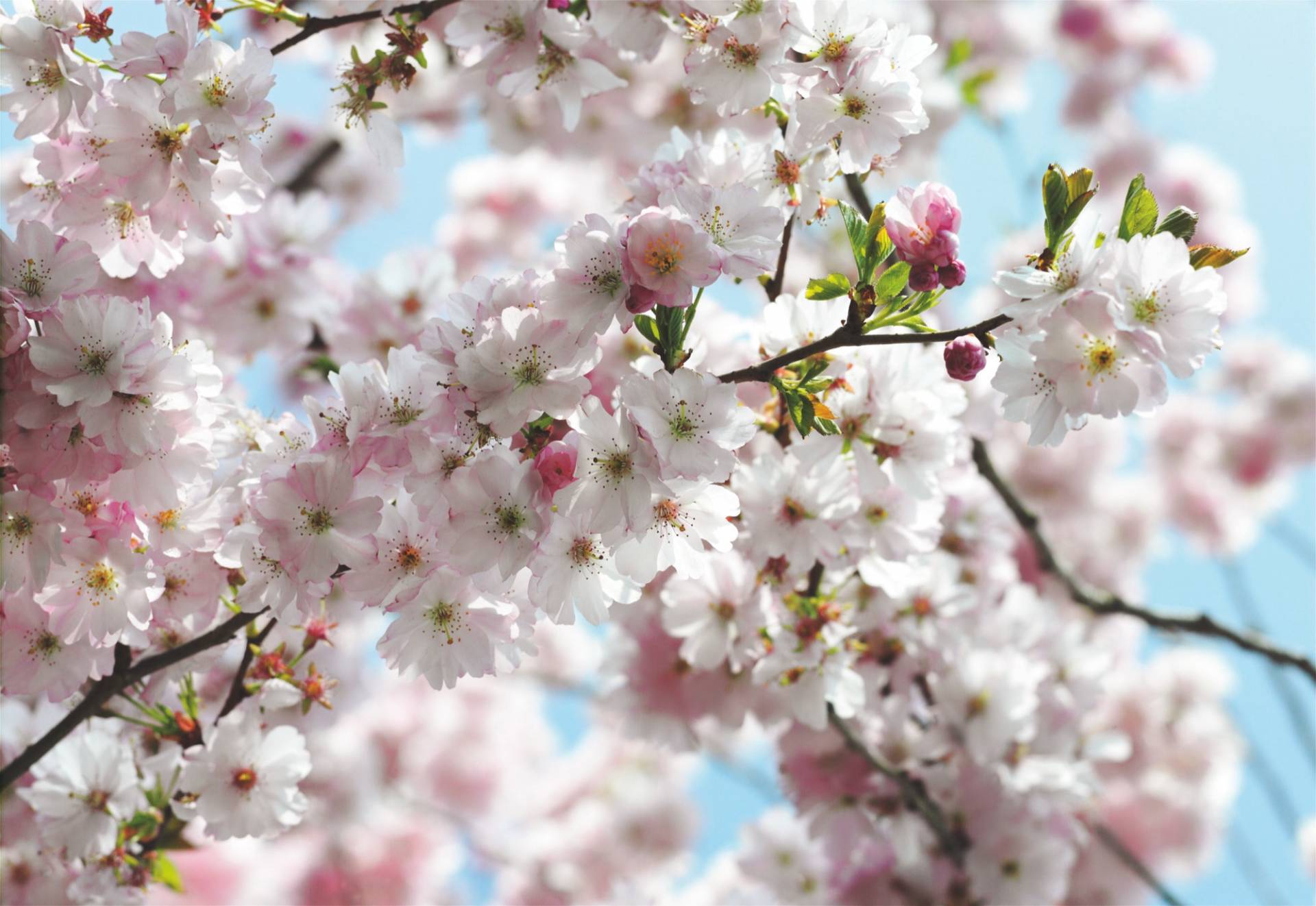 Komar Fototapete »Spring«, 368x254 cm (Breite x Höhe), inklusive Kleister von Komar