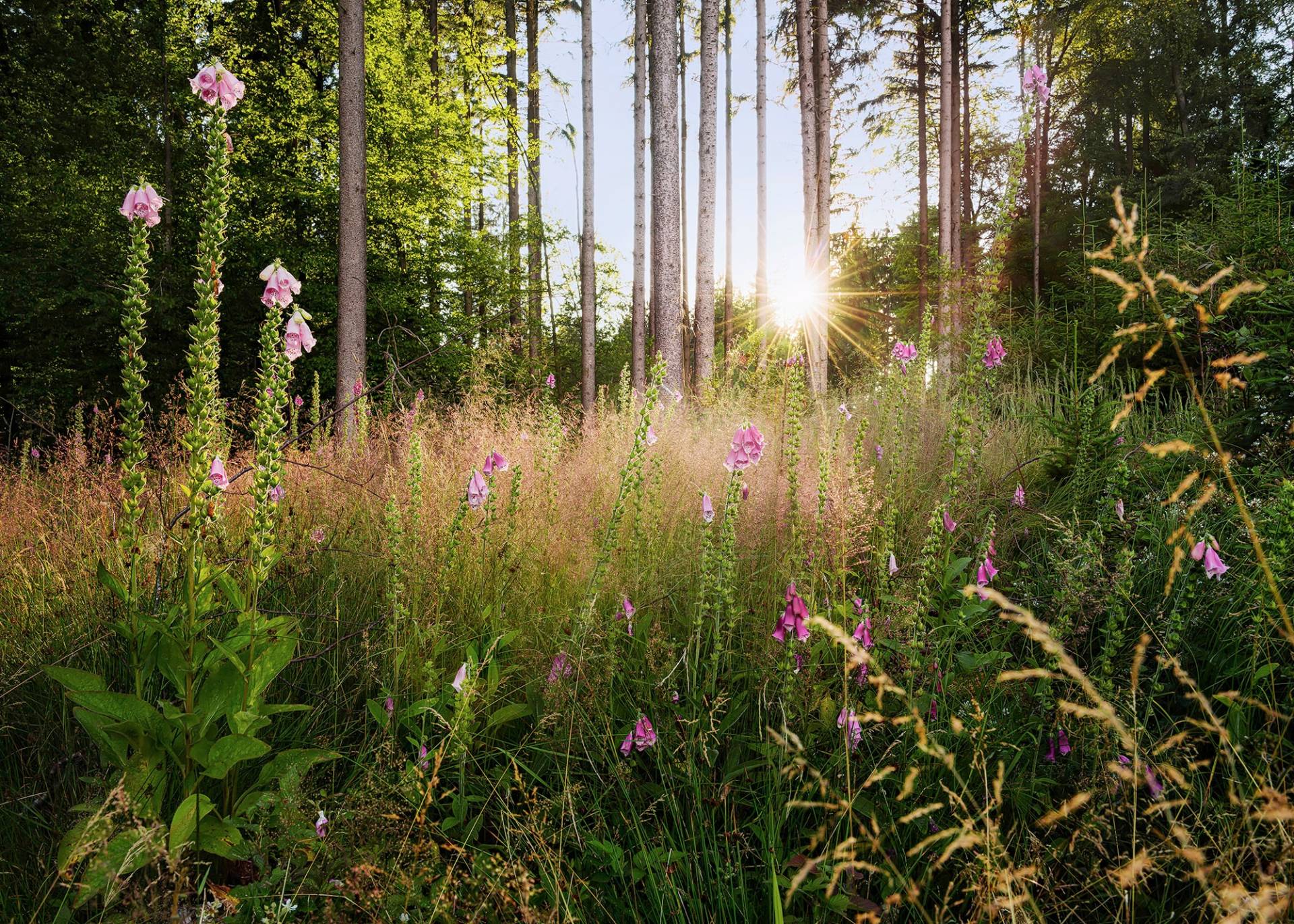 Komar Vliestapete »Digitaldruck Vlies - Summer Glade - Grösse 350 x 250 cm«, bedruckt, Wohnzimmer, Schlafzimmer Komar Vliestapete »Digitaldruck Vlies - Summer Glade - Grösse 350 x 250 cm«, bedruckt, Wohnzimmer, Schlafzimmer von Komar
