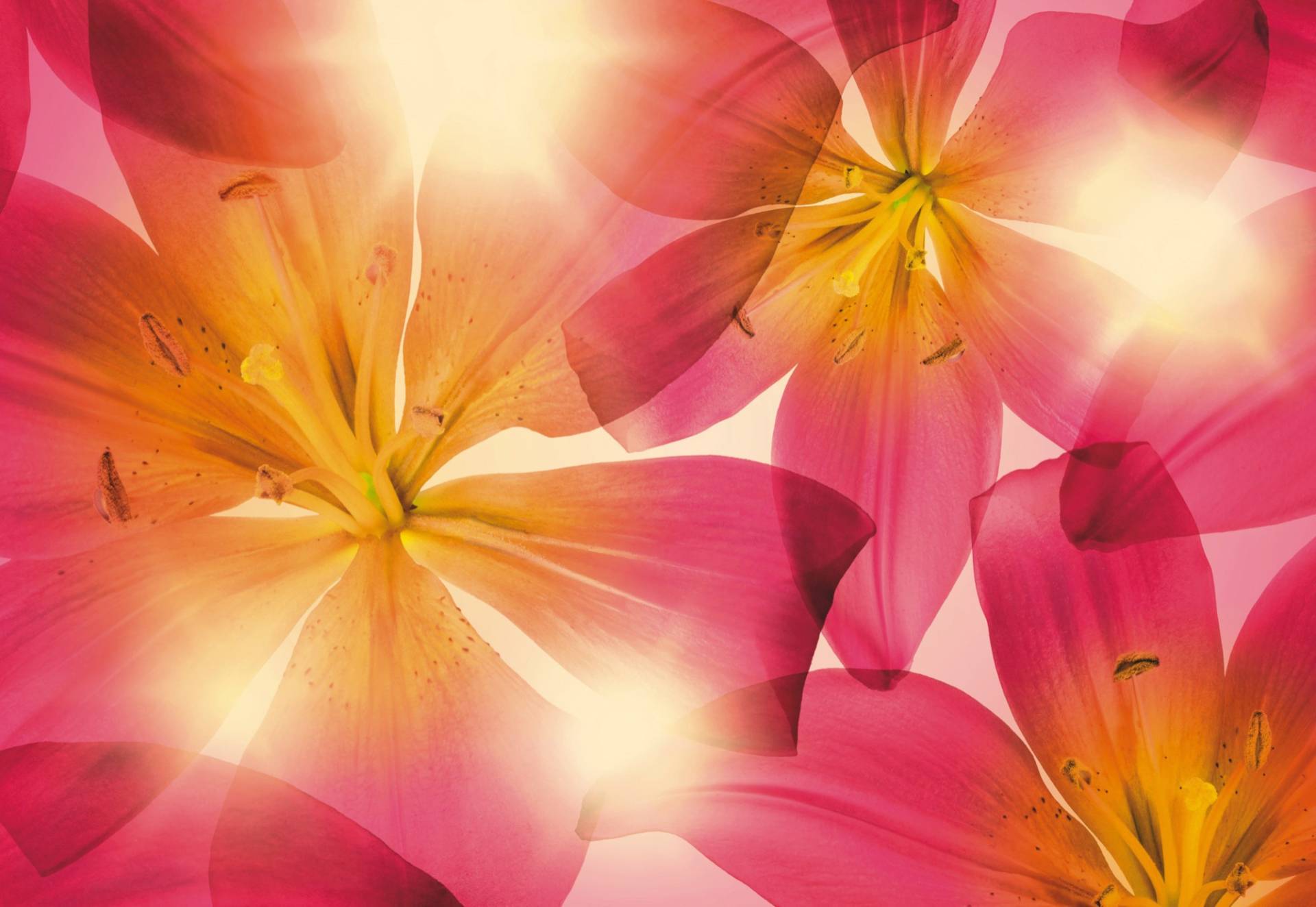 Komar Fototapete »Summer Sun - Grösse 368 x 254 cm«, bedruckt, Wohnzimmer, Schlafzimmer Komar Fototapete »Summer Sun - Grösse 368 x 254 cm«, bedruckt, Wohnzimmer, Schlafzimmer von Komar